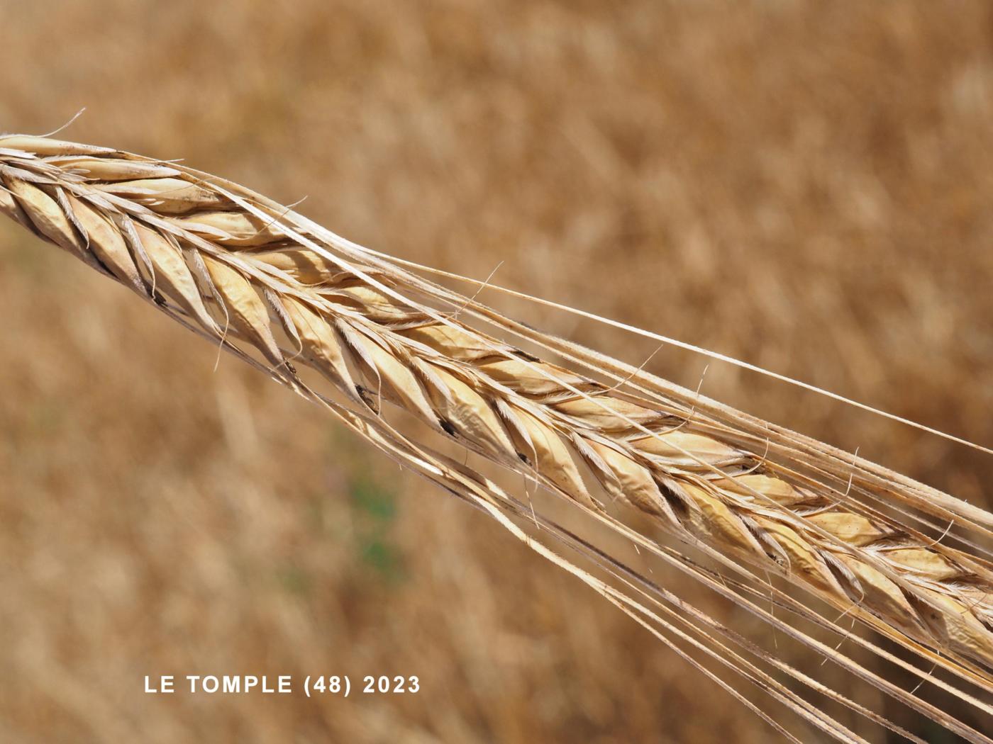 Barley, Spring fruit